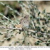 satyrium hyrcanicum altyagach female3